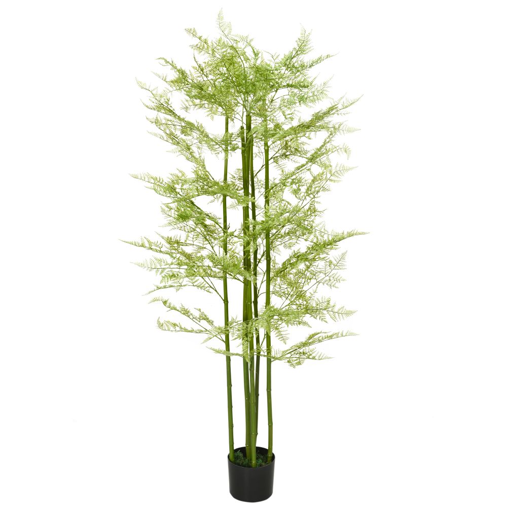 Potted Artificial Asparagus Fern - 155cm